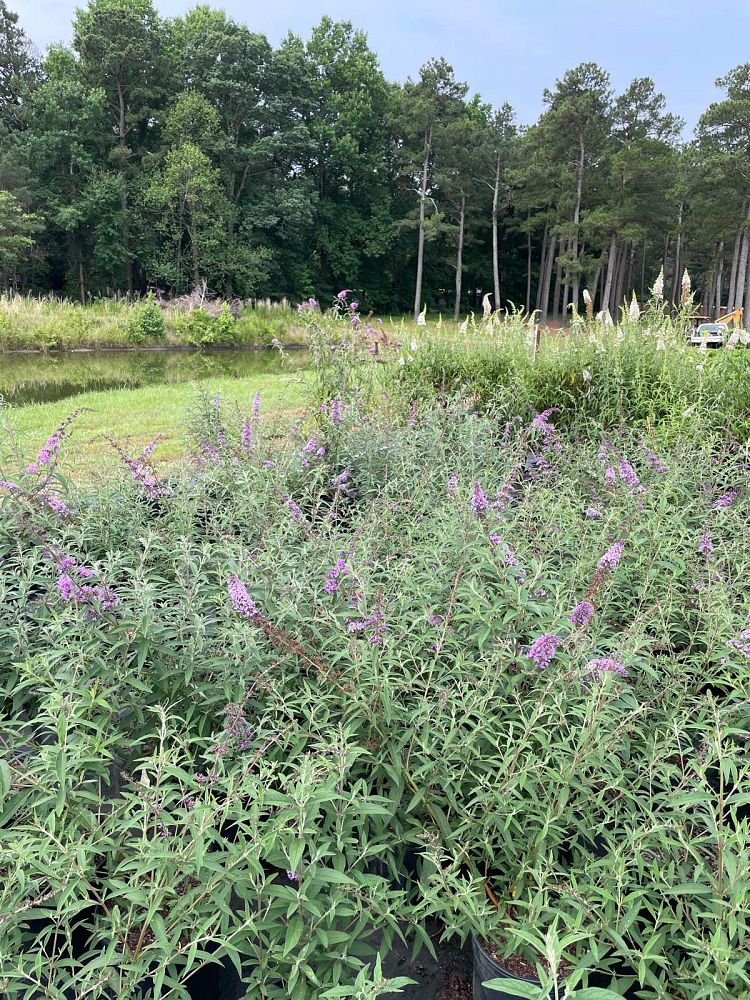 buddleia-davidii-nanho-blue-butterfly-bush-petite-indigo