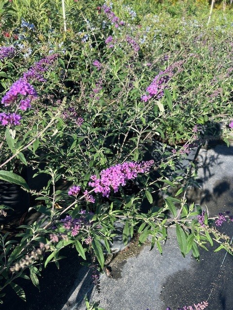 buddleia-davidii-nanho-blue-butterfly-bush-petite-indigo