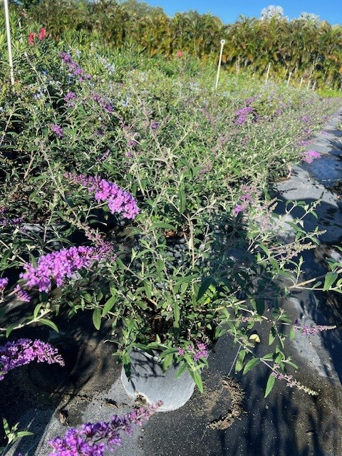 buddleia-davidii-nanho-blue-butterfly-bush-petite-indigo
