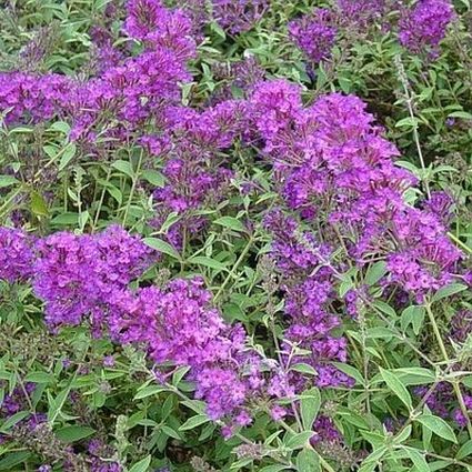 buddleia-davidii-nanho-purple-butterfly-bush-monum