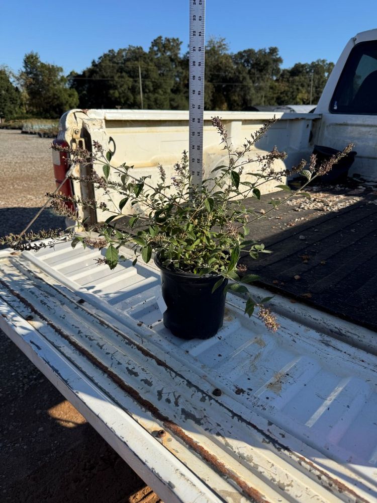 buddleia-davidii-nanho-purple-butterfly-bush-monum
