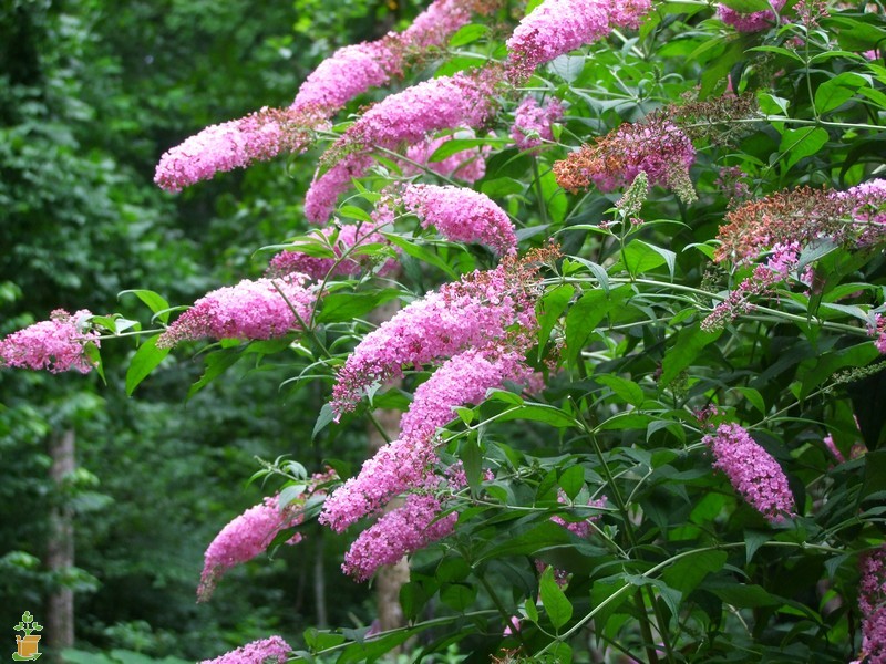 buddleia-davidii-pink-delight-butterfly-bush