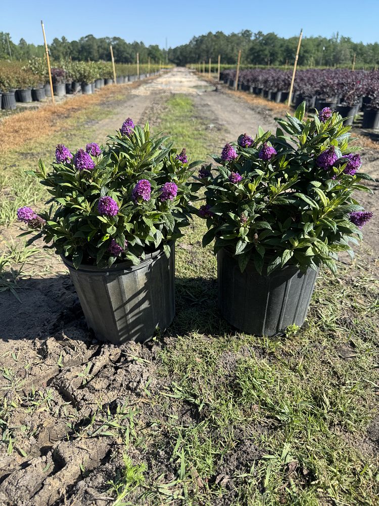 buddleia-davidii-purple-butterfly-bush