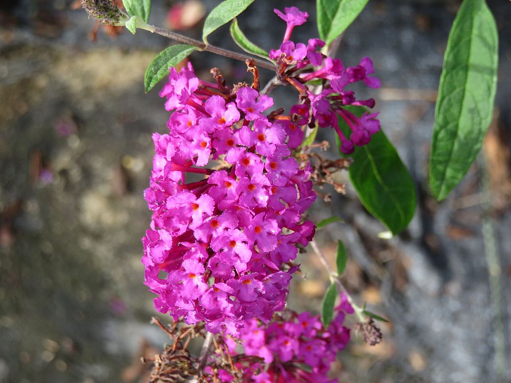 buddleia-davidii-royal-red-butterfly-bush