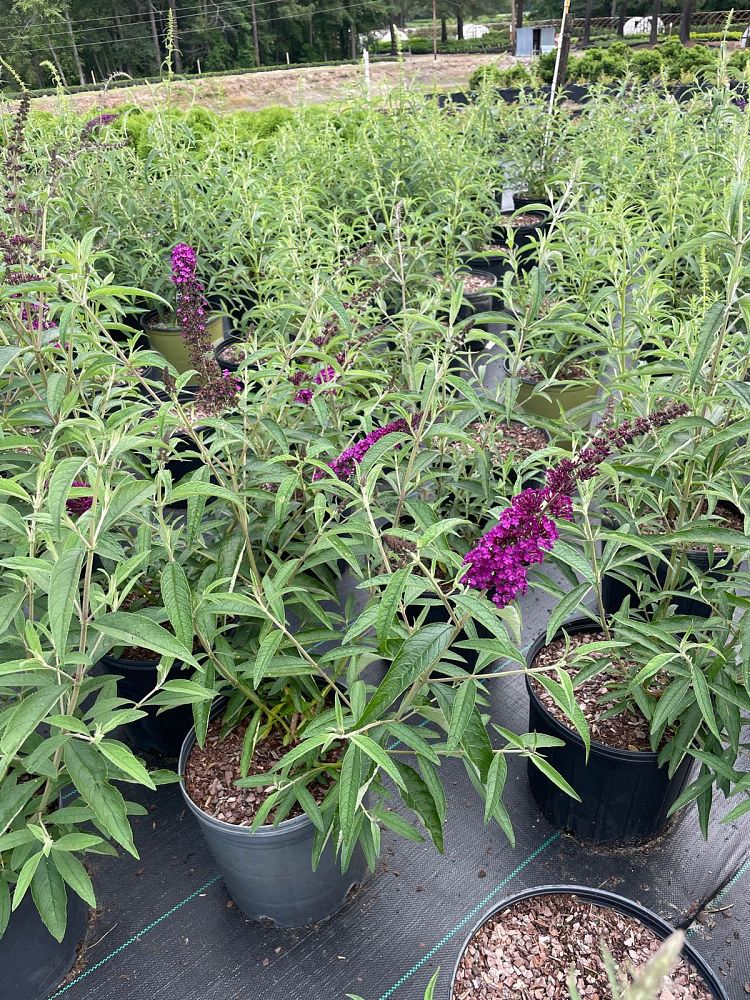 buddleia-davidii-royal-red-butterfly-bush