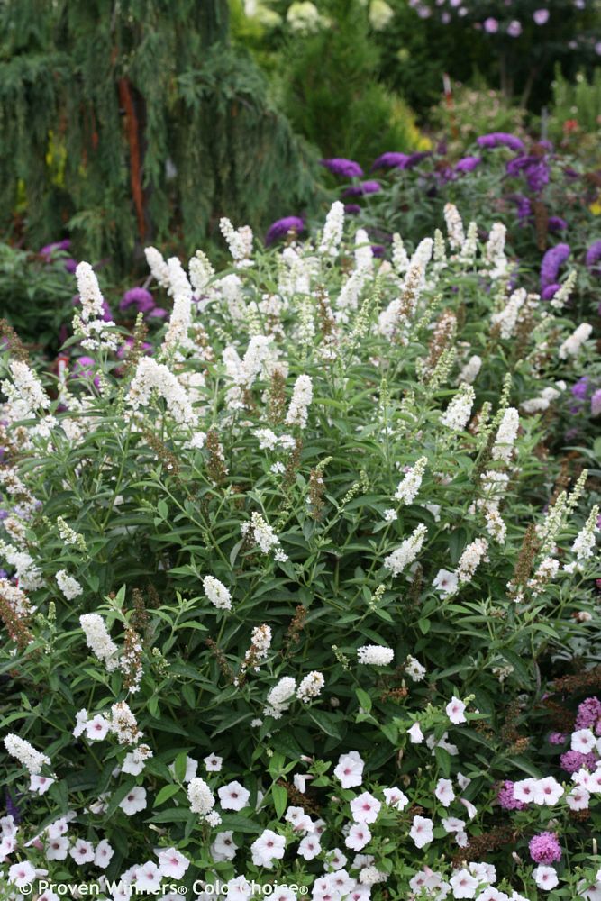 buddleia-davidii-silver-frost-butterfly-bush