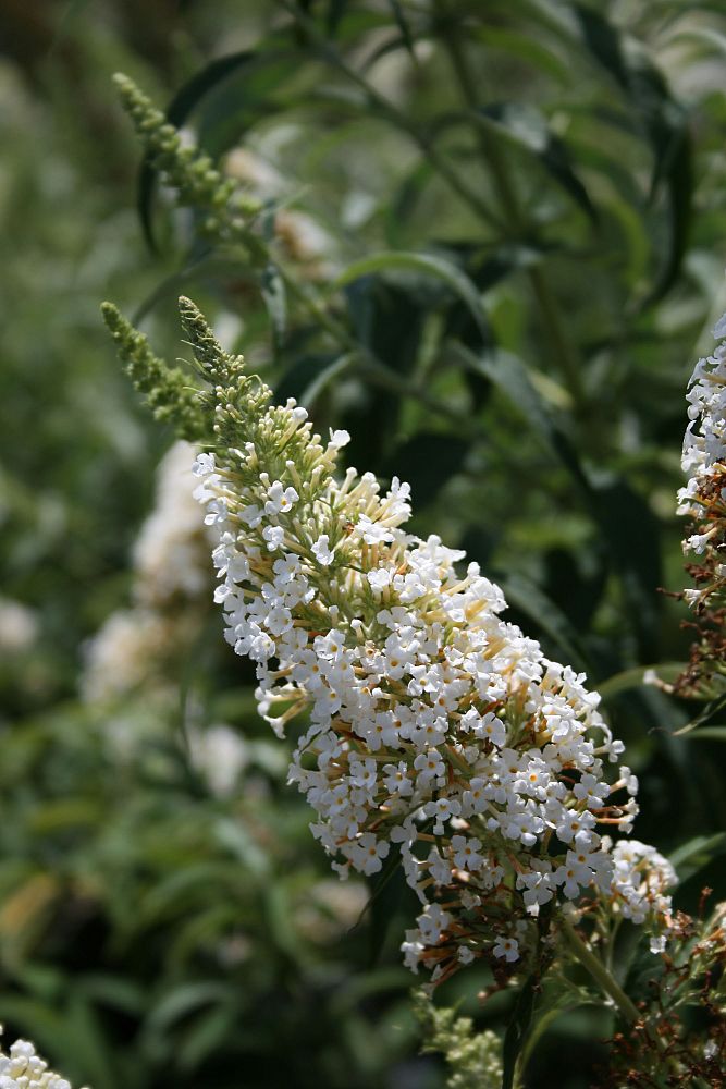 buddleia-davidii-white-profusion-butterfly-bush