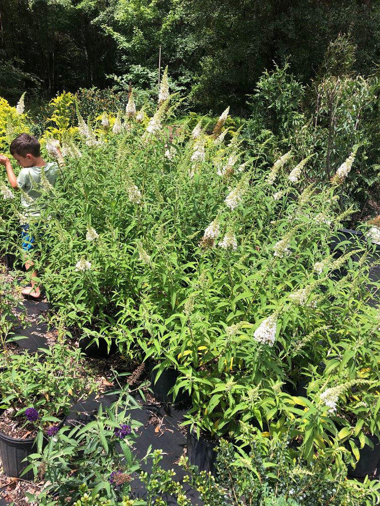 buddleia-davidii-white-profusion-butterfly-bush