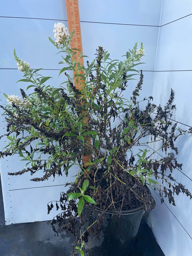 buddleia-davidii-white-profusion-butterfly-bush