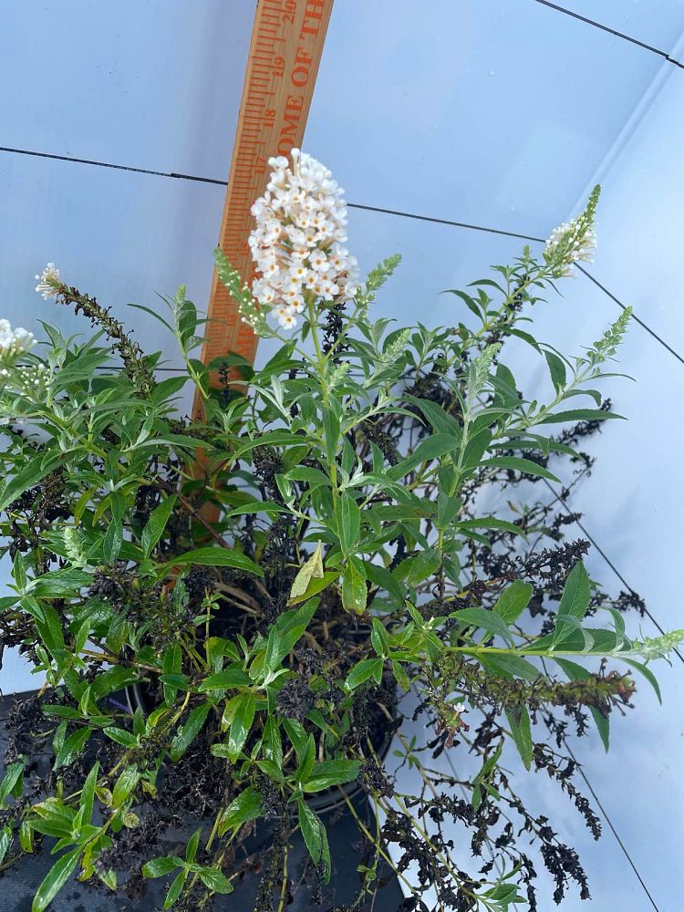 buddleia-davidii-white-profusion-butterfly-bush