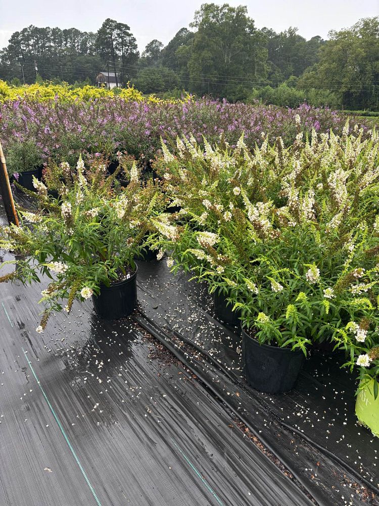 buddleia-davidii-white-profusion-butterfly-bush