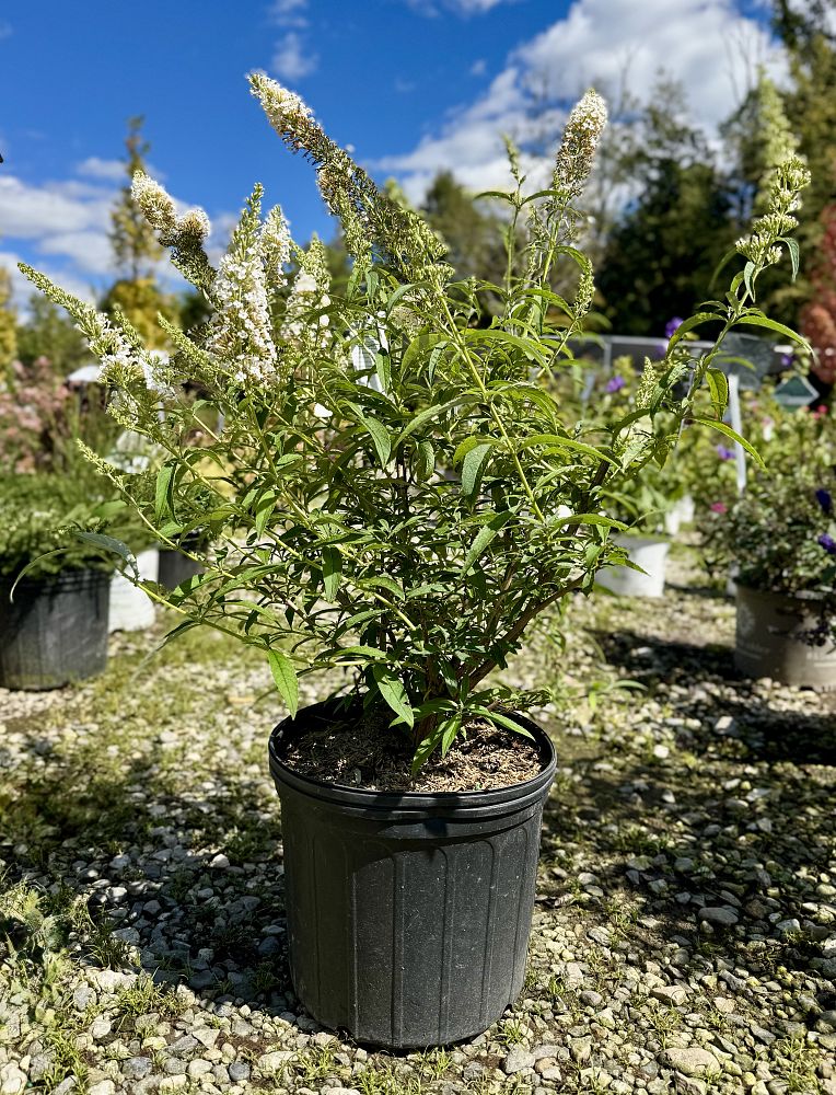 buddleia-davidii-white-profusion-butterfly-bush