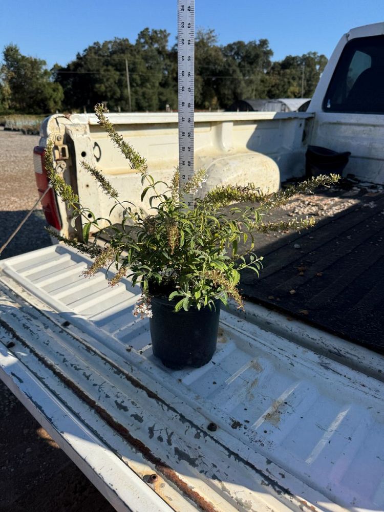 buddleia-davidii-white-profusion-butterfly-bush