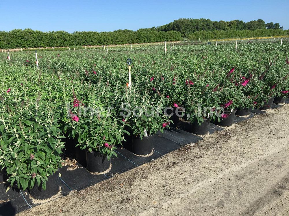 buddleia-hyb-boscranz-cranrazz-trade-butterfly-bush