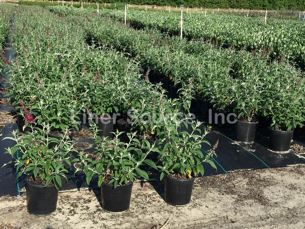 buddleia-hyb-boscranz-cranrazz-trade-butterfly-bush