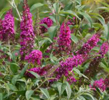 buddleia-hyb-boscranz-cranrazz-trade-butterfly-bush