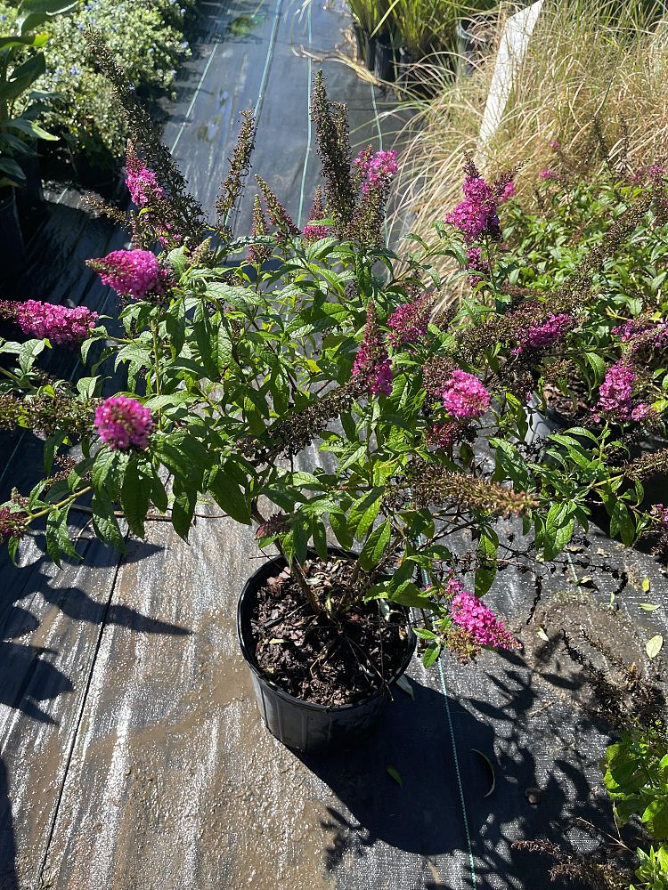buddleia-hyb-boscranz-cranrazz-trade-butterfly-bush