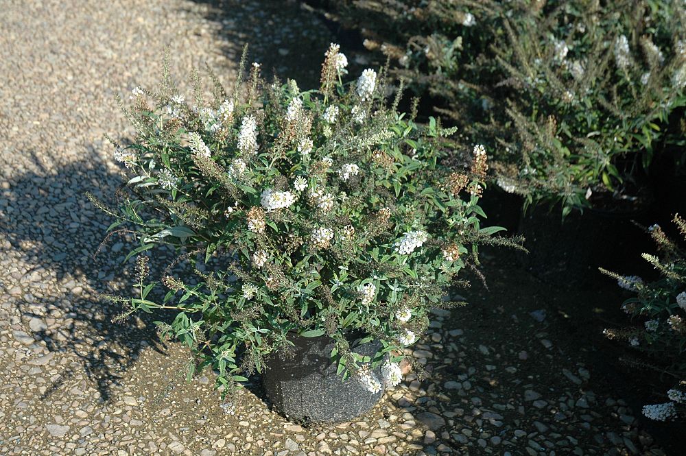 buddleia-ice-chip-lo-behold-reg-ice-chip-butterfly-bush