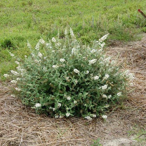 buddleia-ice-chip-lo-behold-reg-ice-chip-butterfly-bush