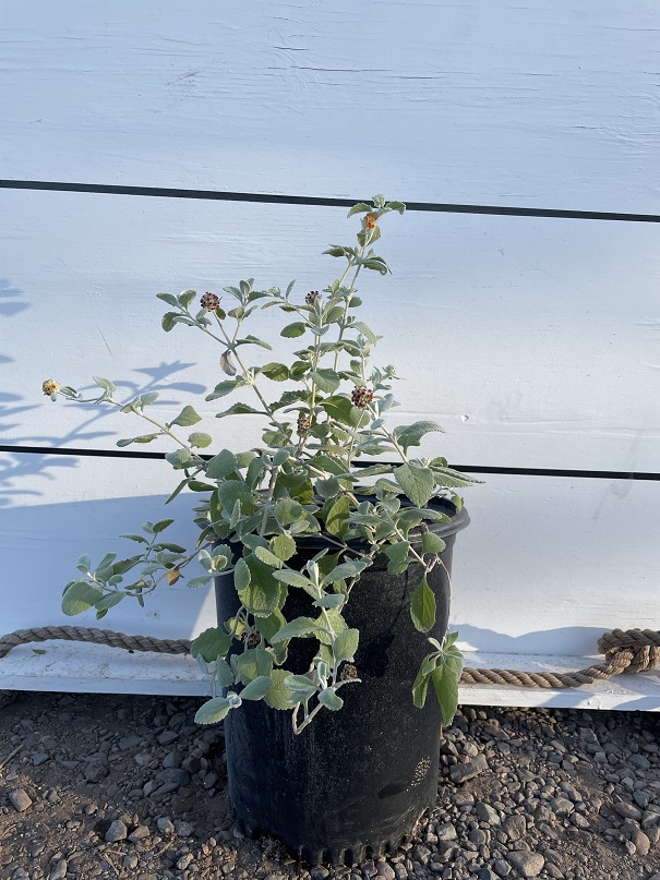 buddleia-marrubifolia-wooly-butterfly-bush