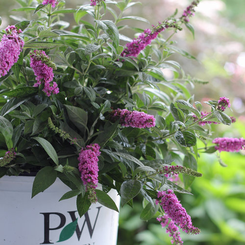 buddleia-pink-micro-chip-lo-behold-reg-pink-micro-chip-butterfly-bush