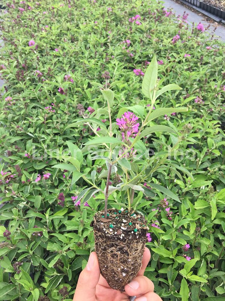 buddleia-podaras-13-flutterby-petite-reg-tutti-fruitti-pink-butterfly-bush