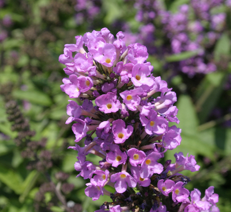 buddleia-podaras-13-flutterby-petite-reg-tutti-fruitti-pink-butterfly-bush