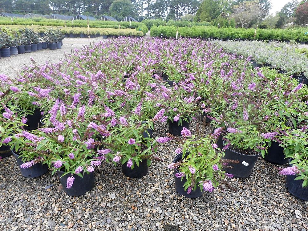 buddleia-podaras-13-flutterby-petite-reg-tutti-fruitti-pink-butterfly-bush