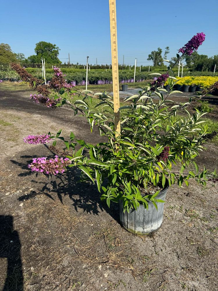 buddleia-podaras-13-flutterby-petite-reg-tutti-fruitti-pink-butterfly-bush