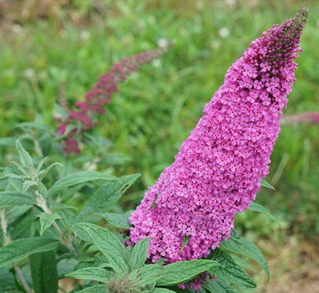 buddleia-smnbdb-proven-winners-color-choice-pugster-pinker-butterfly-bush