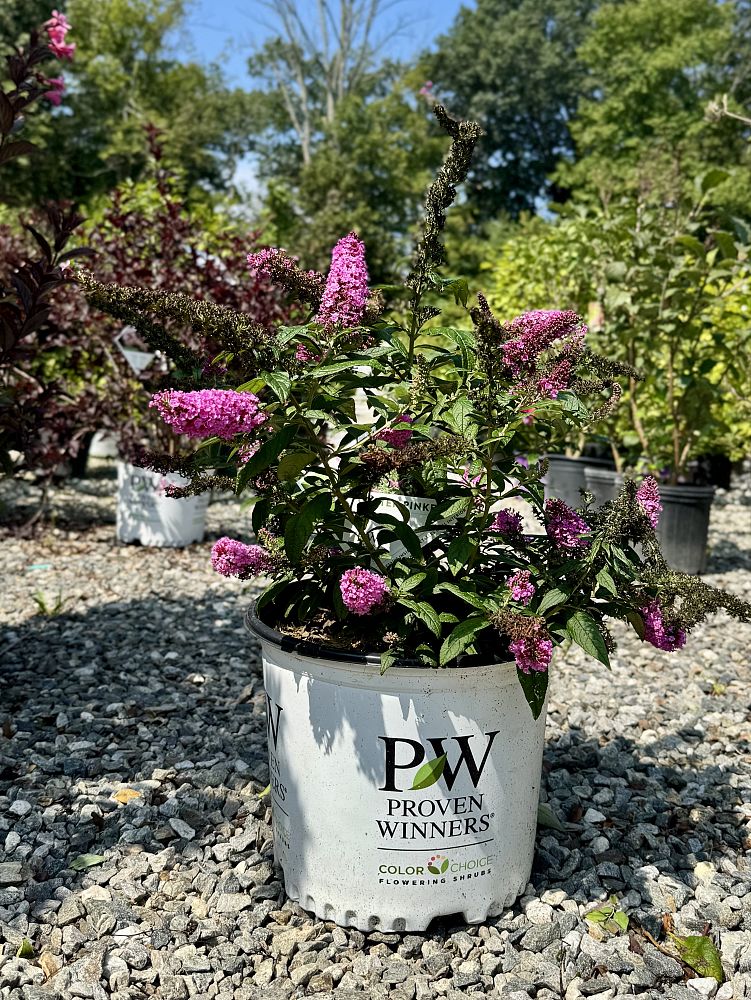 buddleia-smnbdb-proven-winners-color-choice-pugster-pinker-butterfly-bush