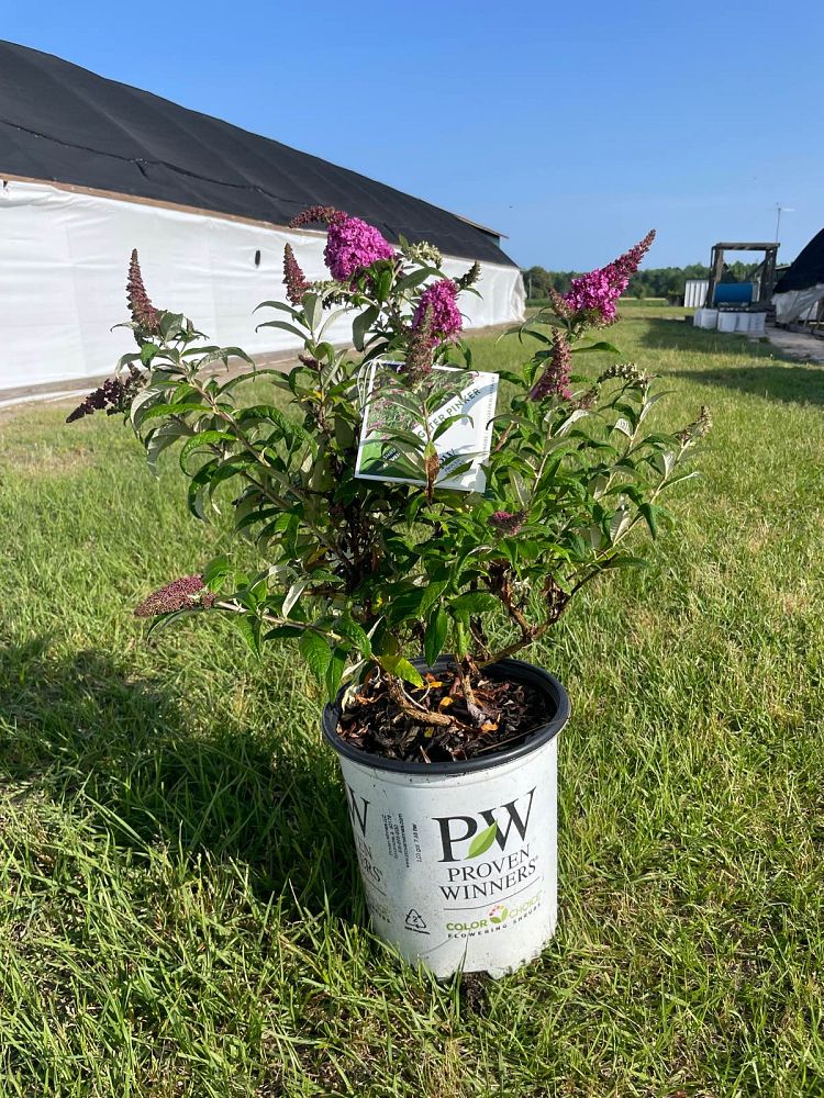 buddleia-smnbdb-pugster-pinker-trade-butterfly-bush