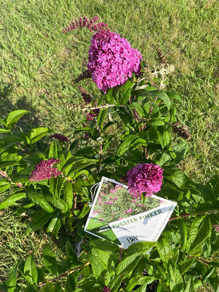 buddleia-smnbdb-pugster-pinker-trade-butterfly-bush