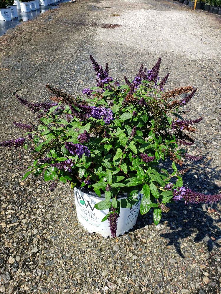 buddleia-smnbdbt-pugster-blue-reg-butterfly-bush