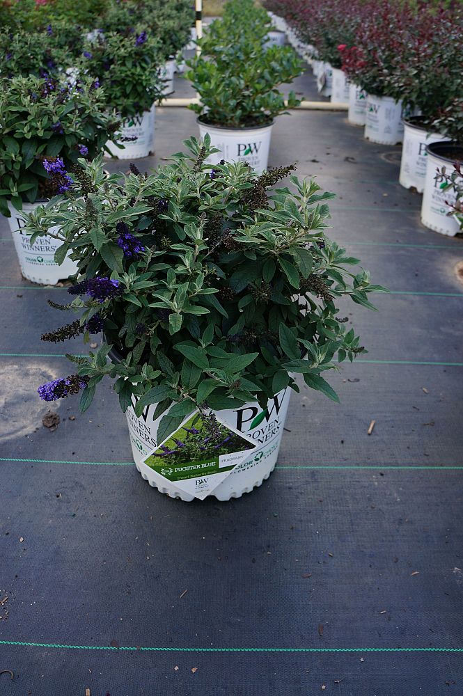 buddleia-smnbdbt-pugster-blue-reg-butterfly-bush