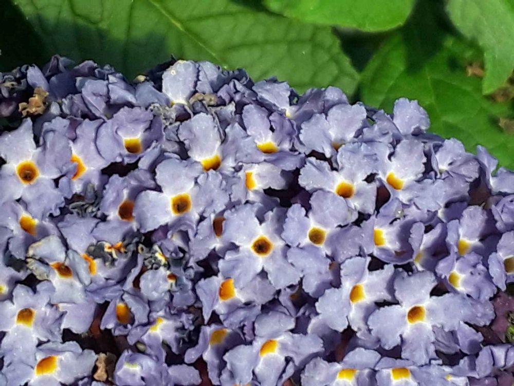 buddleia-smnbdbt-pugster-blue-reg-butterfly-bush