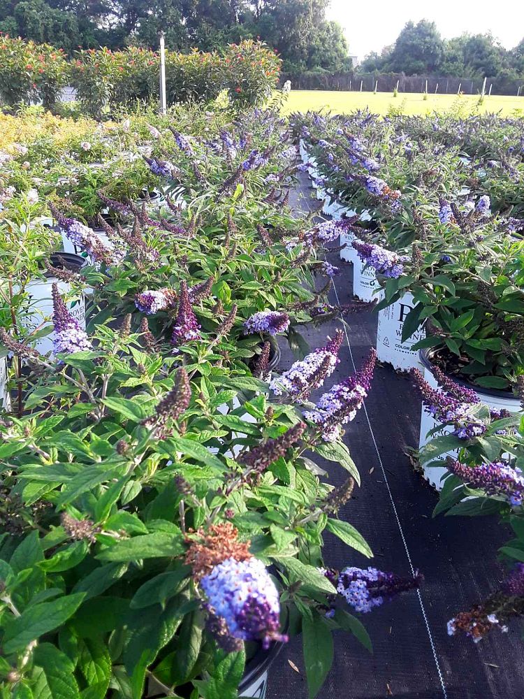 buddleia-smnbdbt-pugster-blue-reg-butterfly-bush