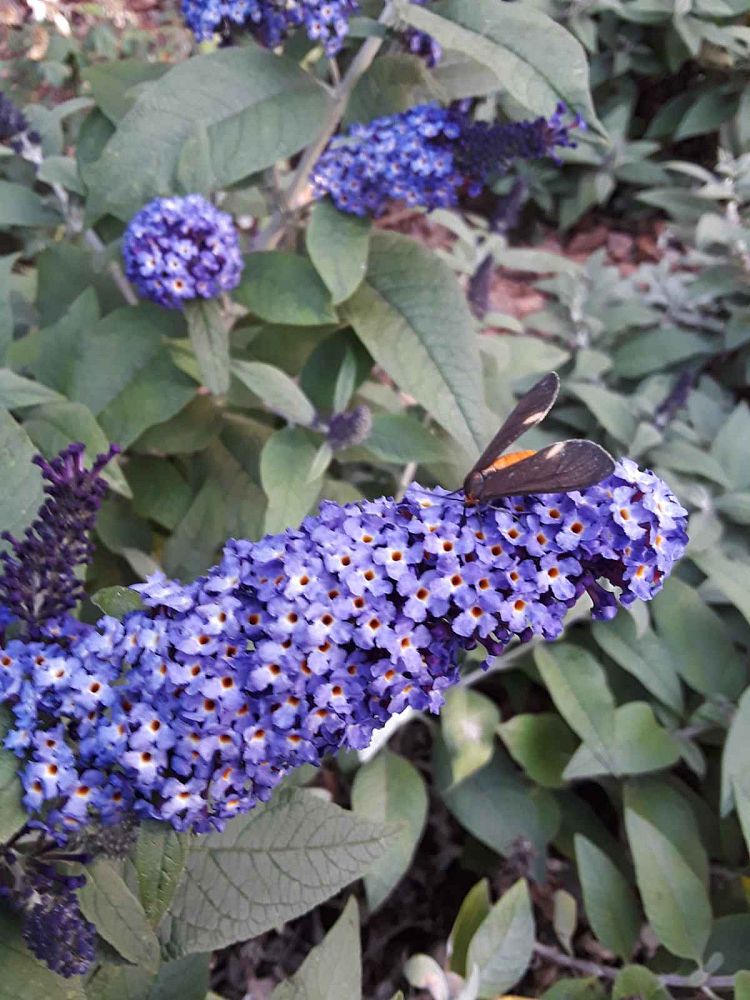 buddleia-smnbdbt-pugster-blue-reg-butterfly-bush