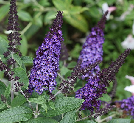 buddleia-smnbdbt-pugster-blue-reg-butterfly-bush