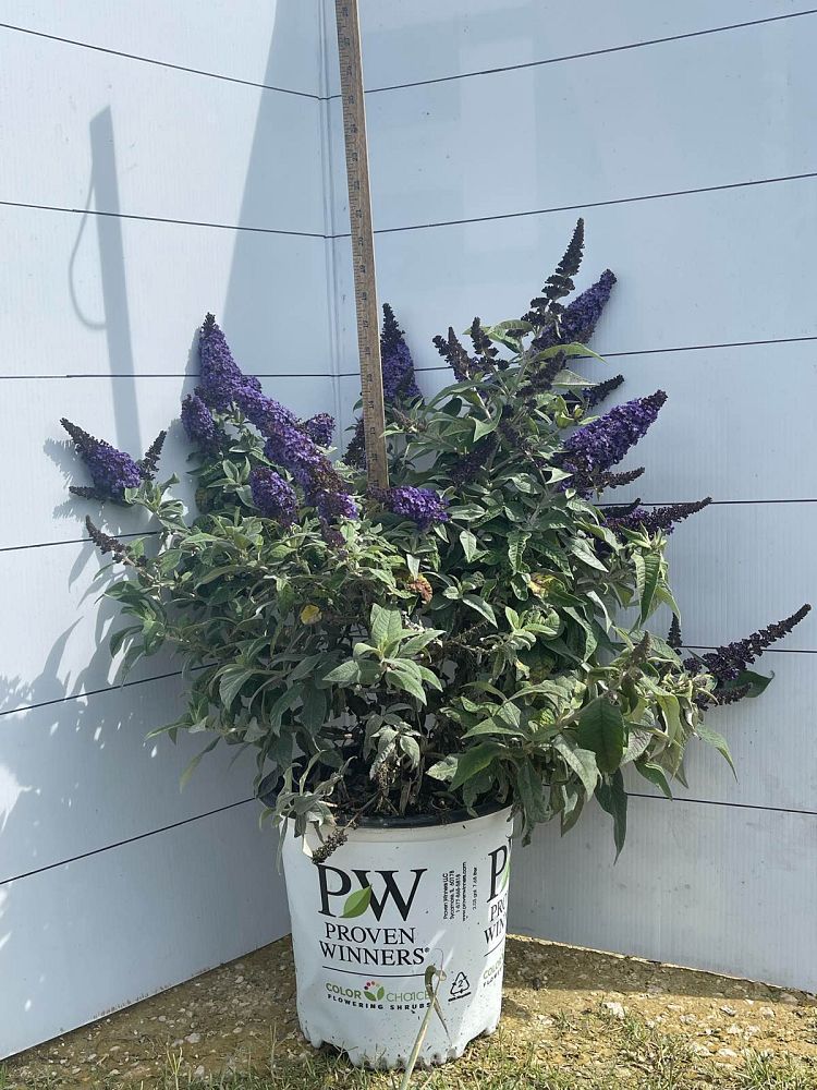 buddleia-smnbdbt-pugster-blue-reg-butterfly-bush