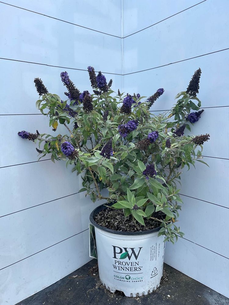 buddleia-smnbdbt-pugster-blue-reg-butterfly-bush