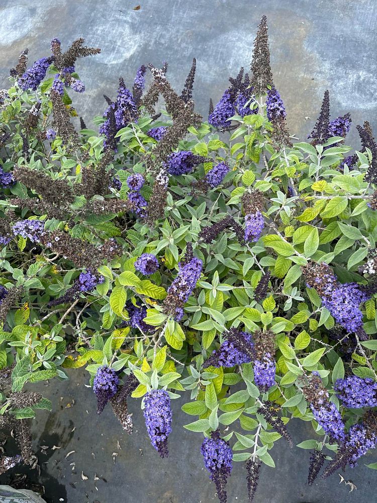 buddleia-smnbdbt-pugster-blue-reg-butterfly-bush