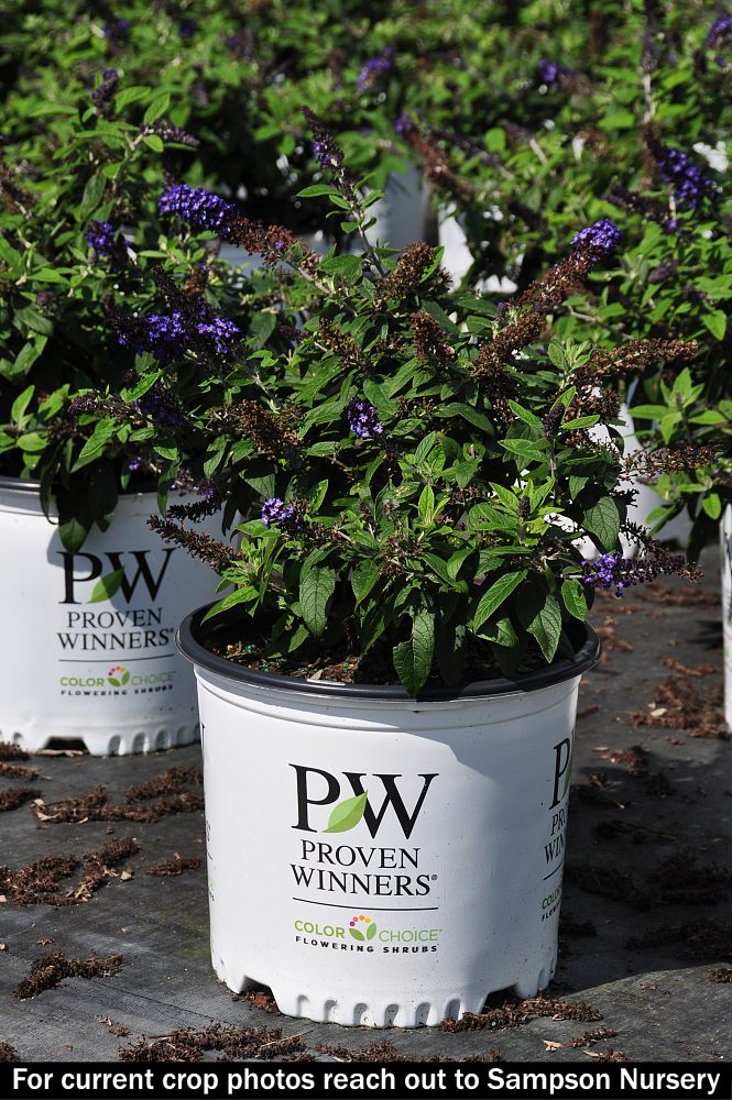 buddleia-smnbdbt-pugster-blue-reg-butterfly-bush