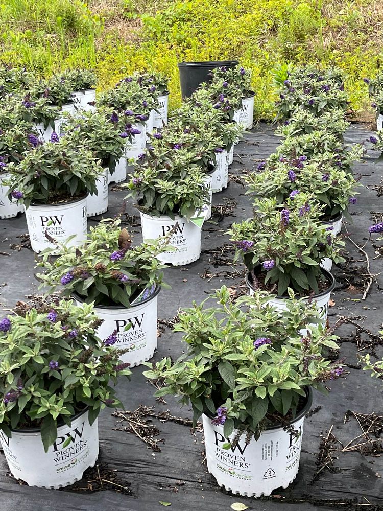 buddleia-smnbdbt-pugster-blue-reg-butterfly-bush