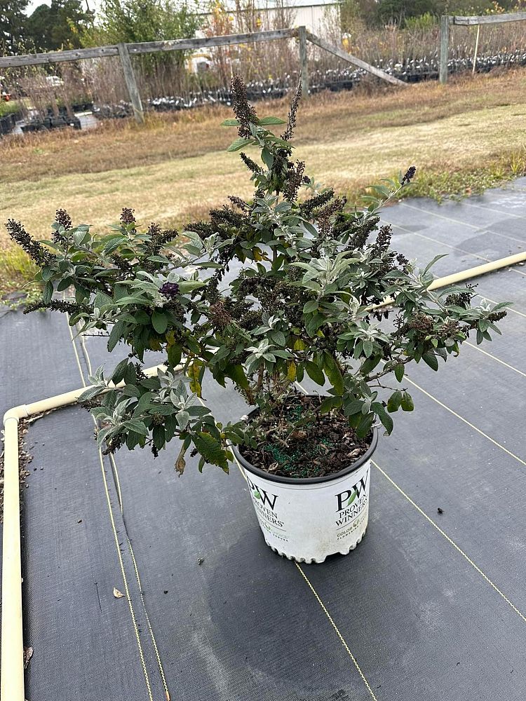 buddleia-smnbdbt-pugster-blue-reg-butterfly-bush