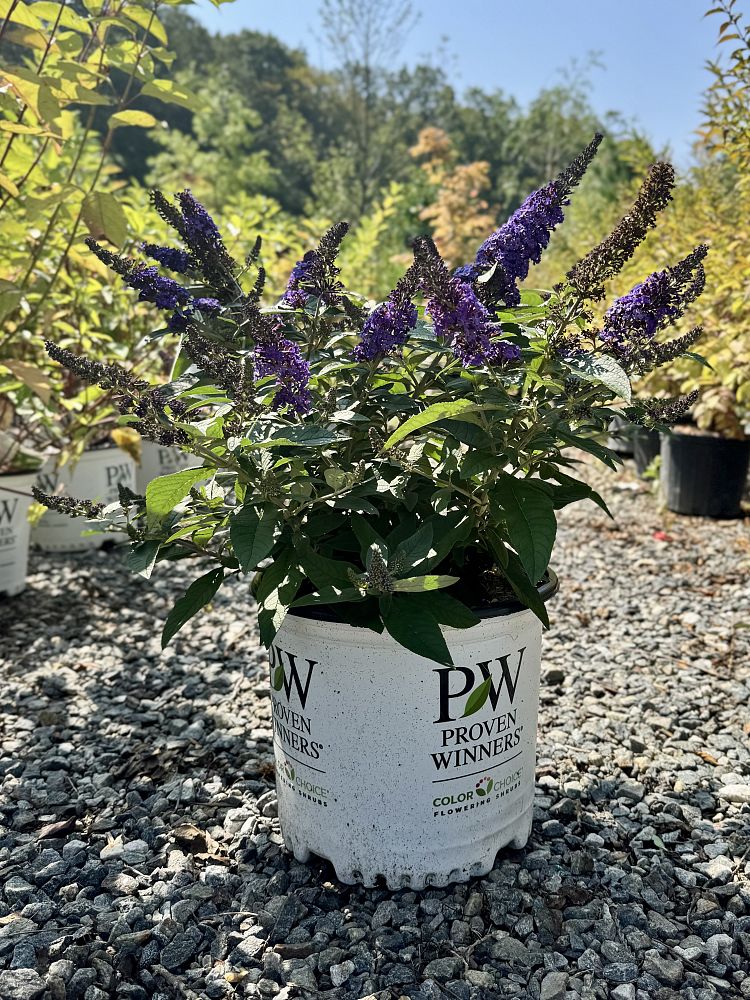 buddleia-smnbdbt-pugster-blue-reg-butterfly-bush