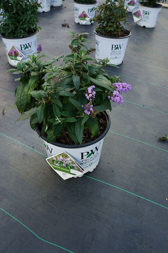 buddleia-smnbdl-pugster-reg-amethyst-butterfly-bush