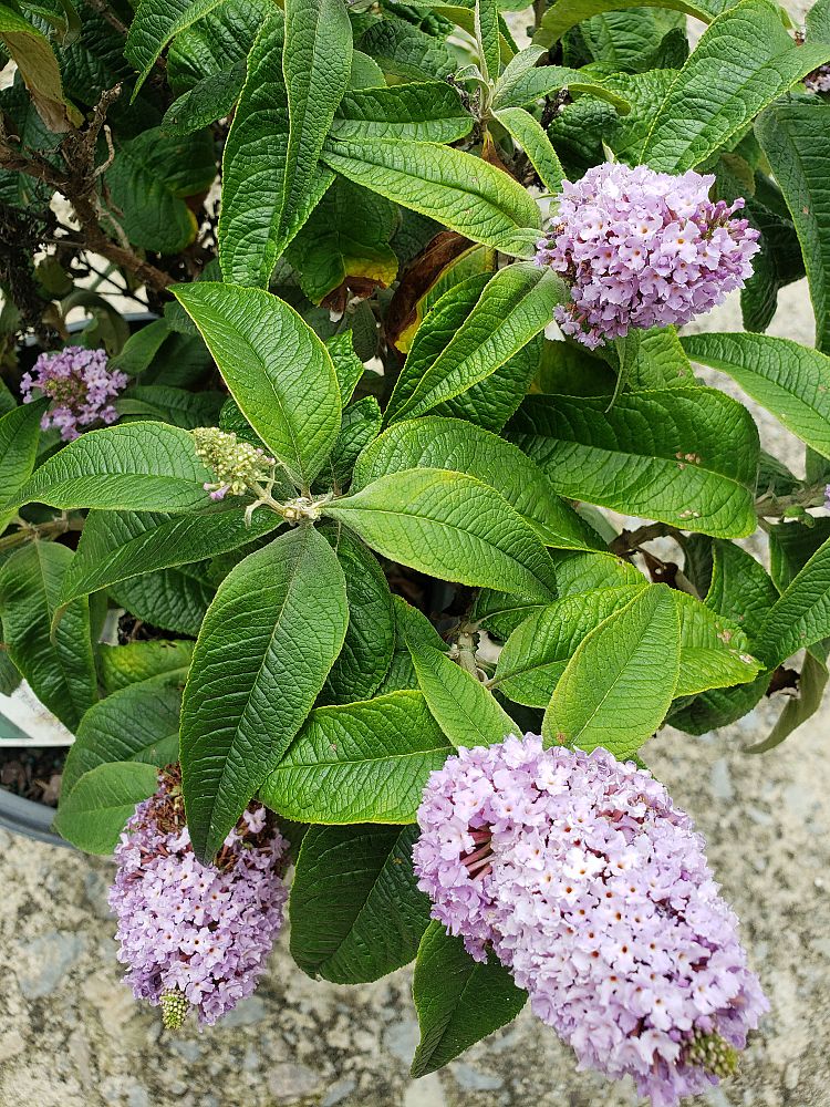 buddleia-smnbdl-pugster-reg-amethyst-butterfly-bush