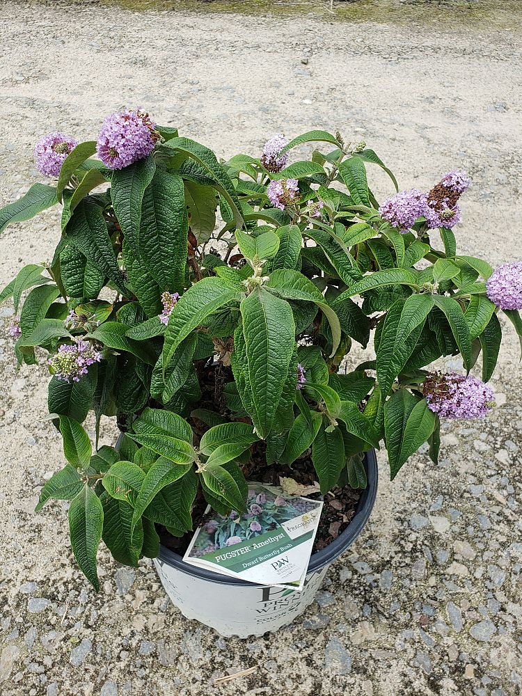 buddleia-smnbdl-pugster-reg-amethyst-butterfly-bush