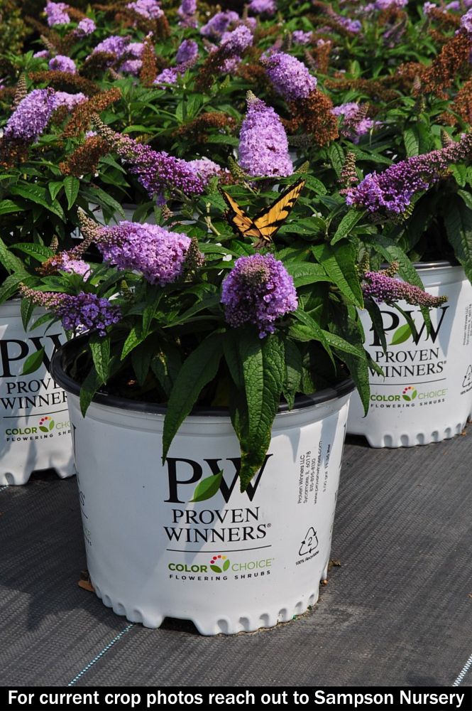 buddleia-smnbdl-pugster-reg-amethyst-butterfly-bush